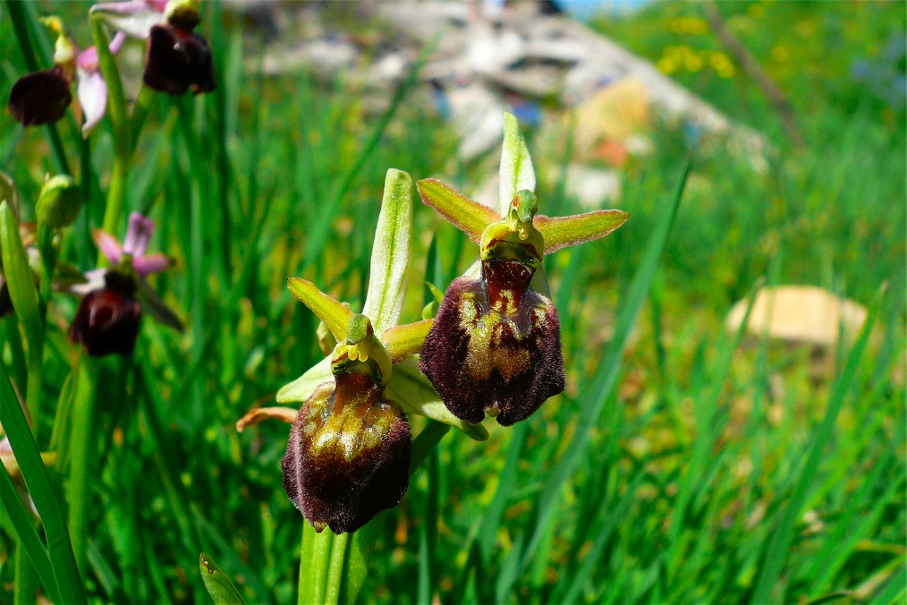 Ophrys , Orchis e ibridi - Orchidee cittadine II